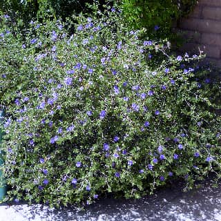 baja ruellia