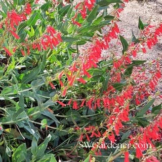 firecracker penstemon