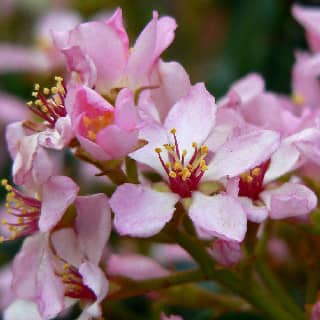 indian hawthorne