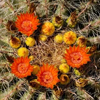 fishhook barrel cactus