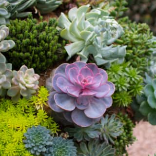 succulents