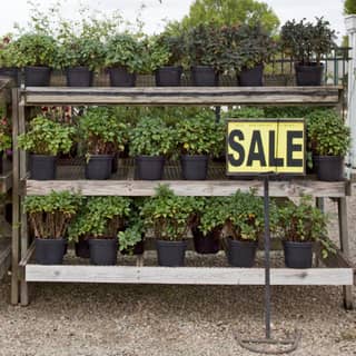 plant sale