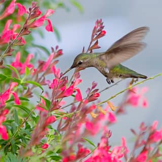 hummingbird
