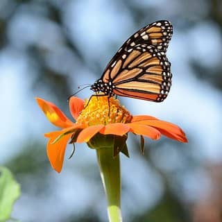mexican sunflower