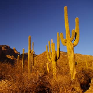 golden glow on saguaros