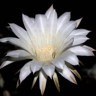 queen of the night cactus