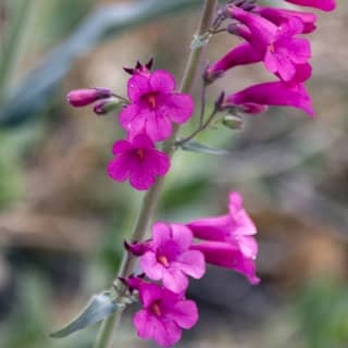 parry's penstemon