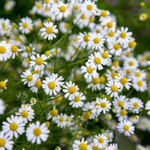 blackfoot daisy