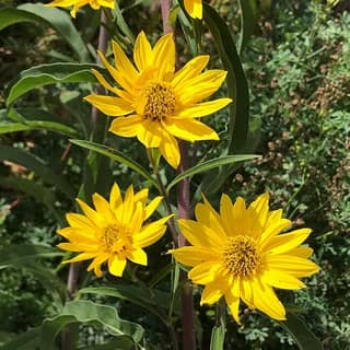 maximilian sunflower