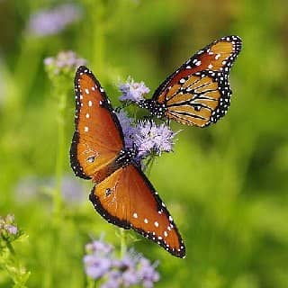 butterfly on Gregg's mist