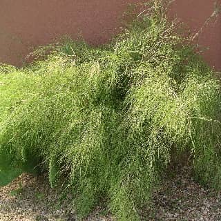 bamboo muhly