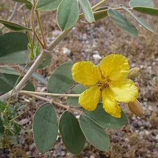 desert senna