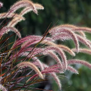 purple fountain grass