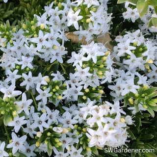myoporum