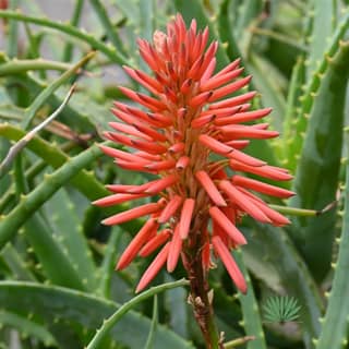 aloe flower