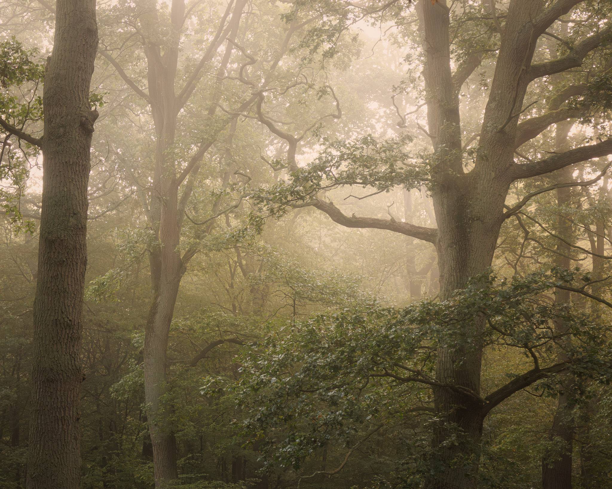 Tall oaks rising into soft morning mist, pale trunks against a grey haze, with holly and green foliage in the understorey below.