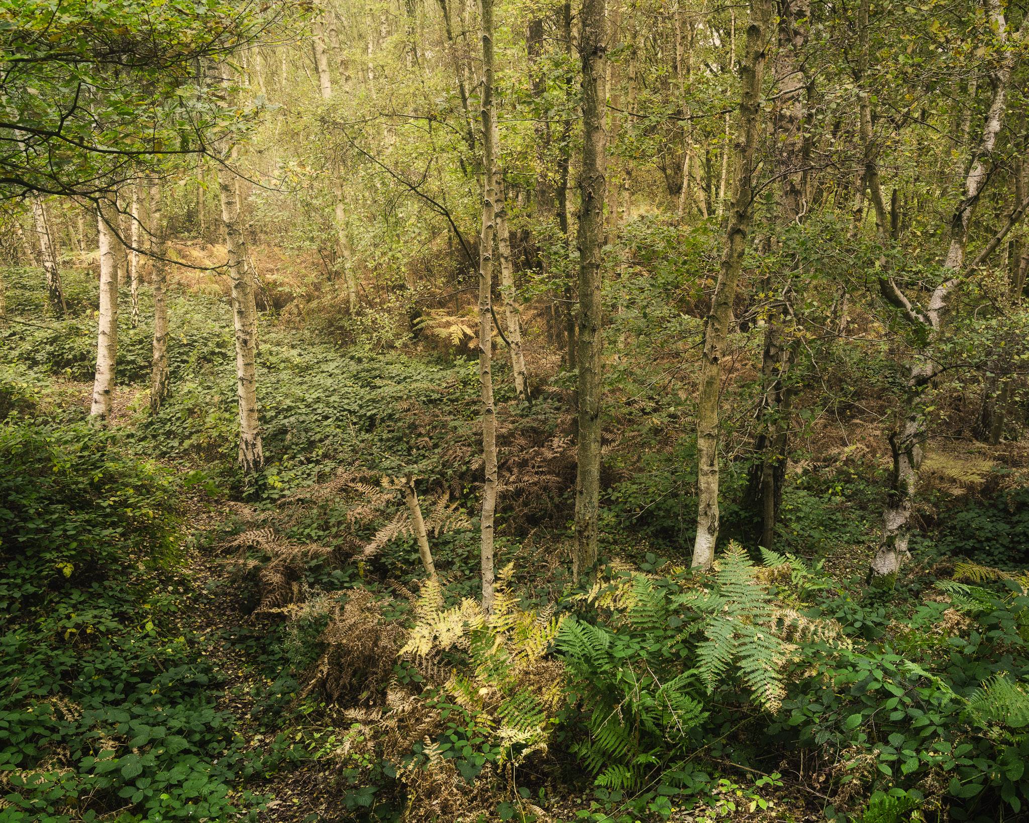 The bracken in a local wood starting to turn.