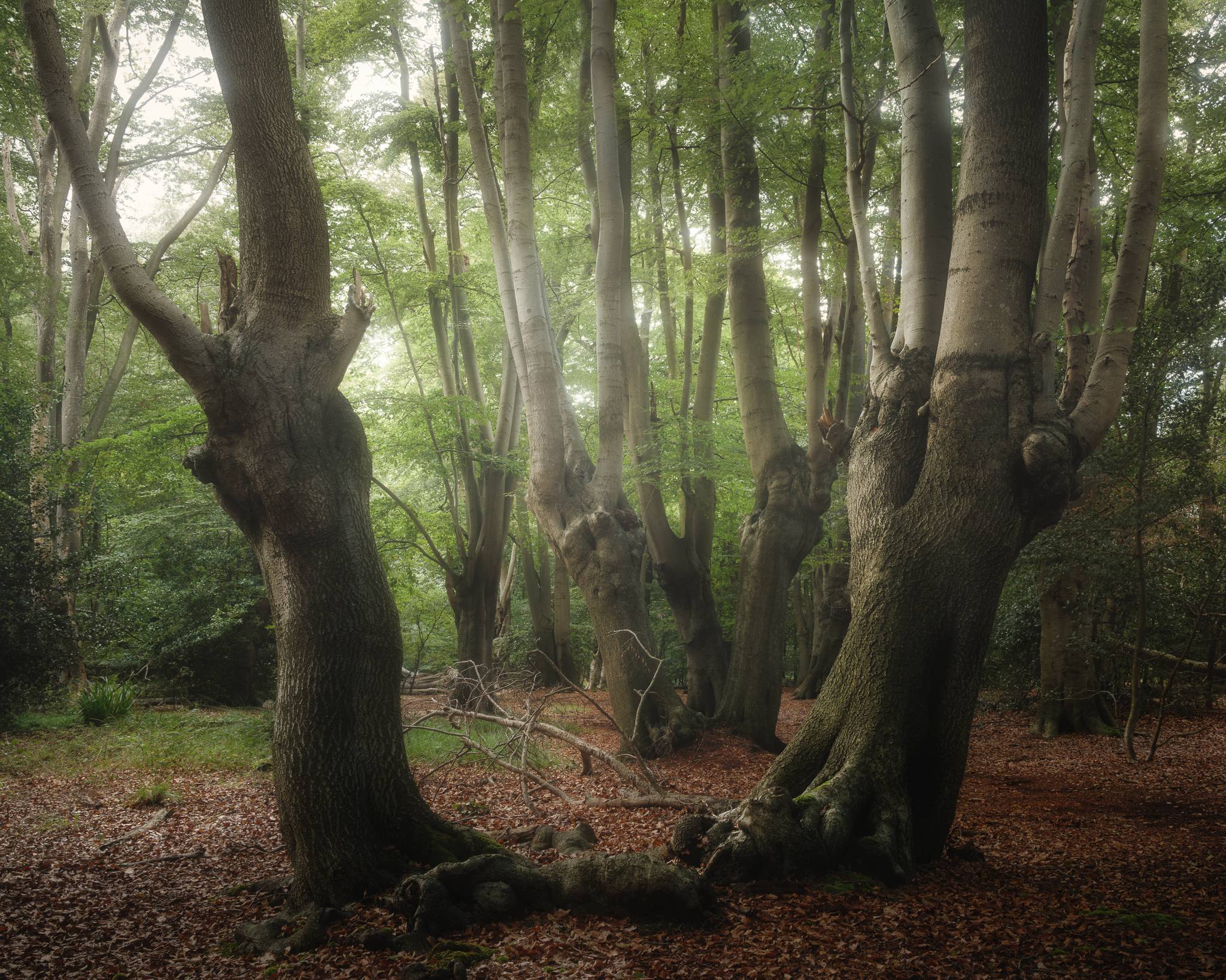 A summer woodland scene with tall pollarded beech trees and dramatic, soft light