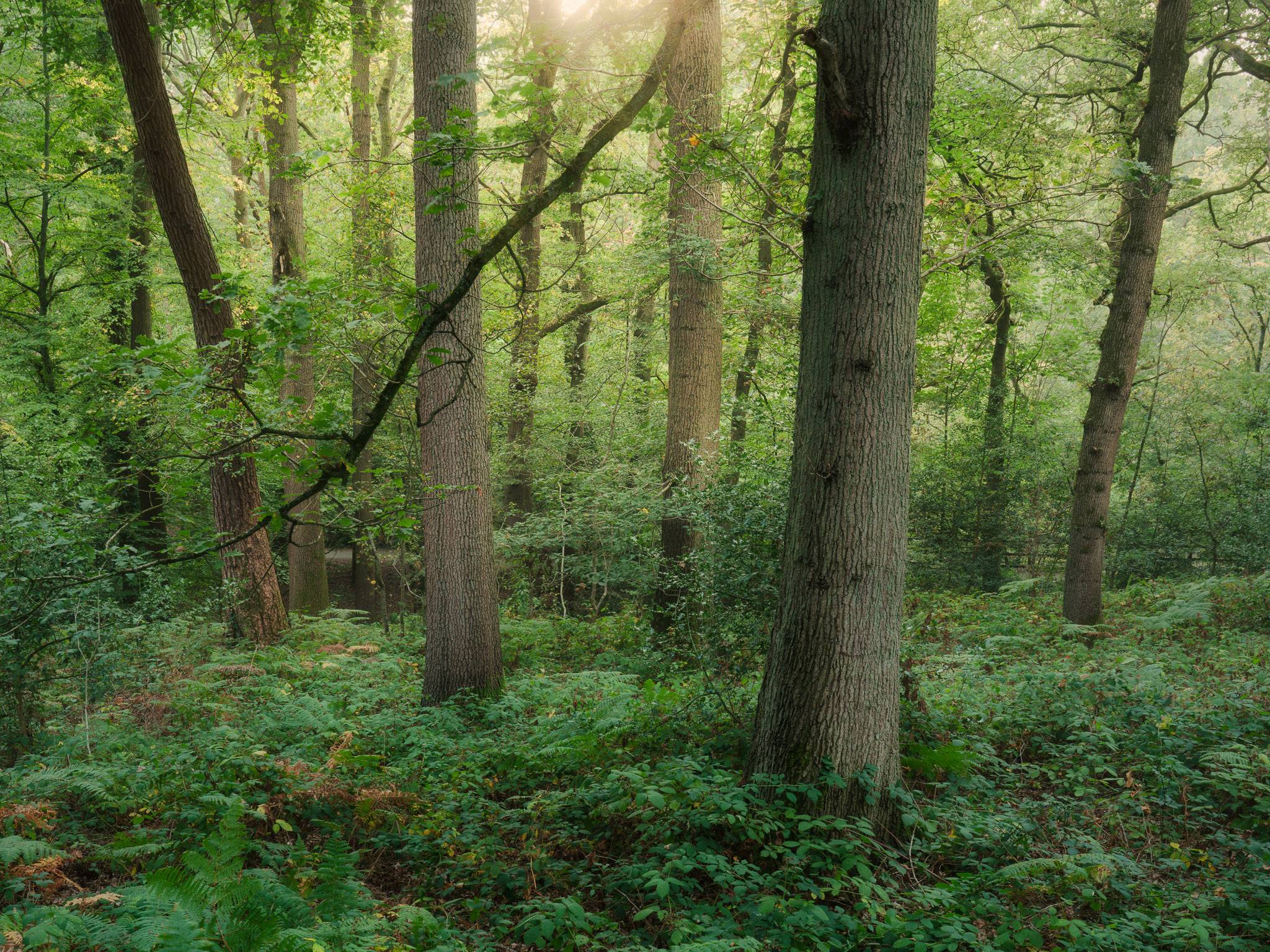 A tighter woodland frame, a leaning trunk among uprights, an oak lower right, low evening sun on the foliage behind.