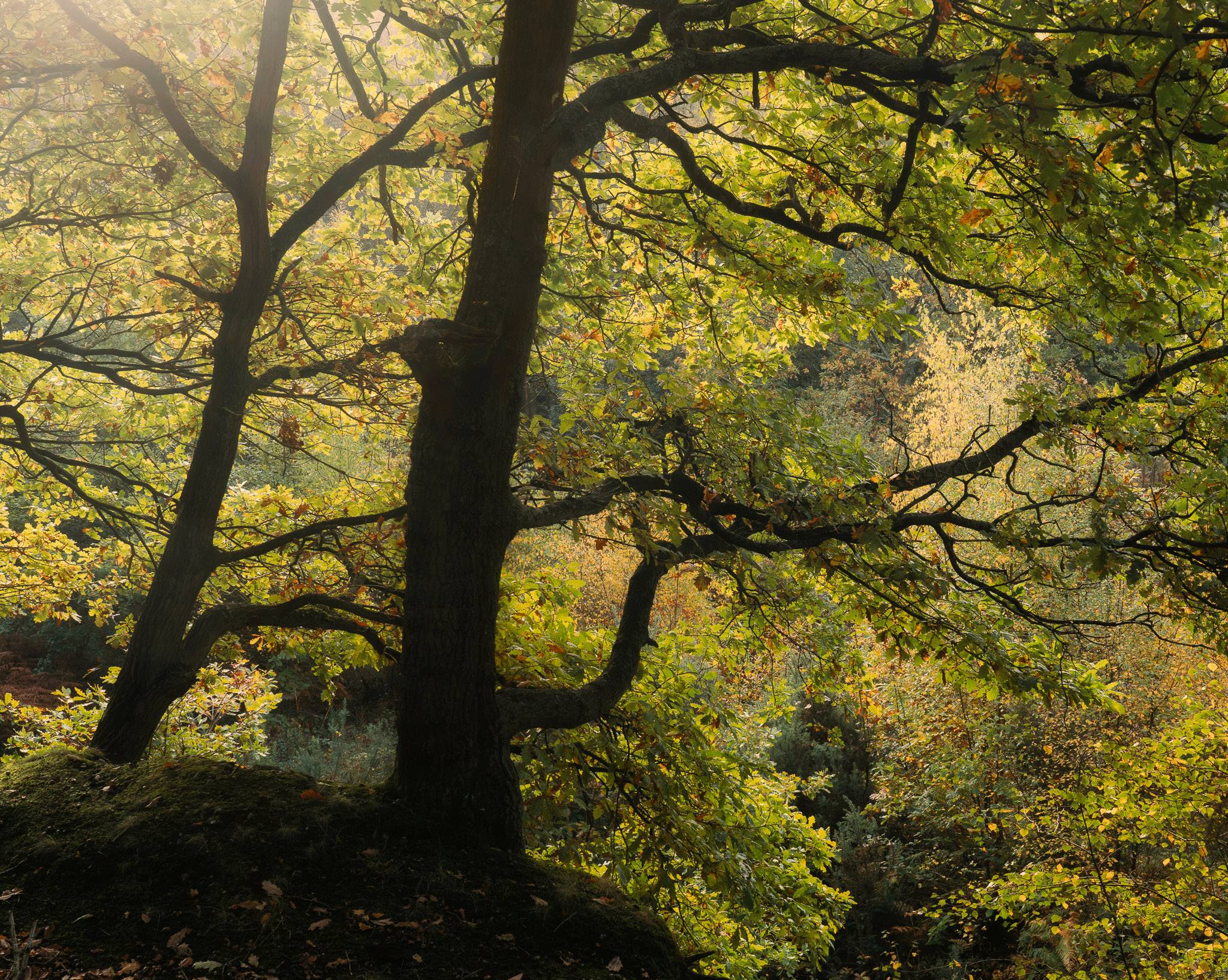 Two oak trees on a moss-covered mound, late summer sunlight breaking through the leaves behind them.