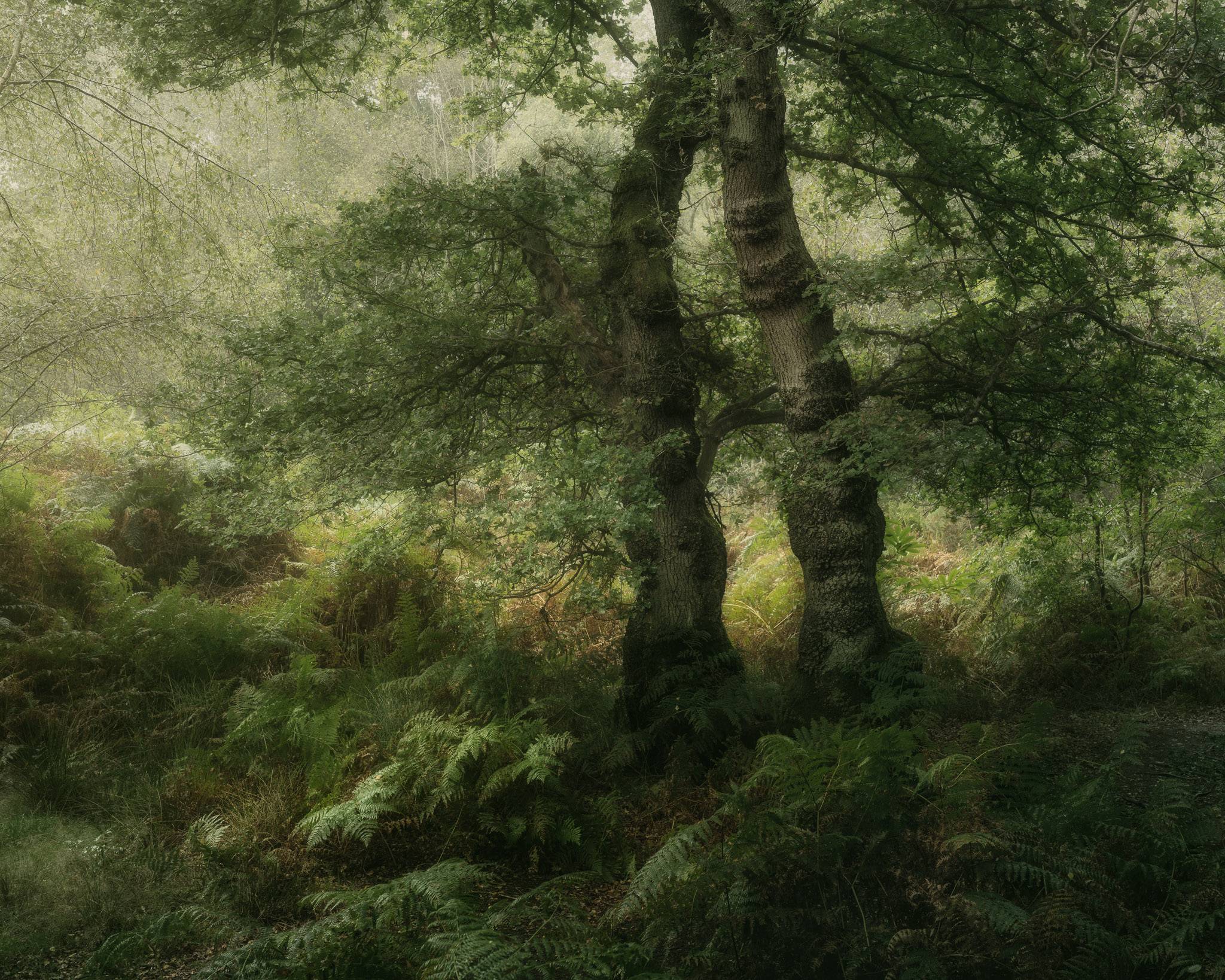 Two mature oak trees dancing in the rain in a lush British woodland.
