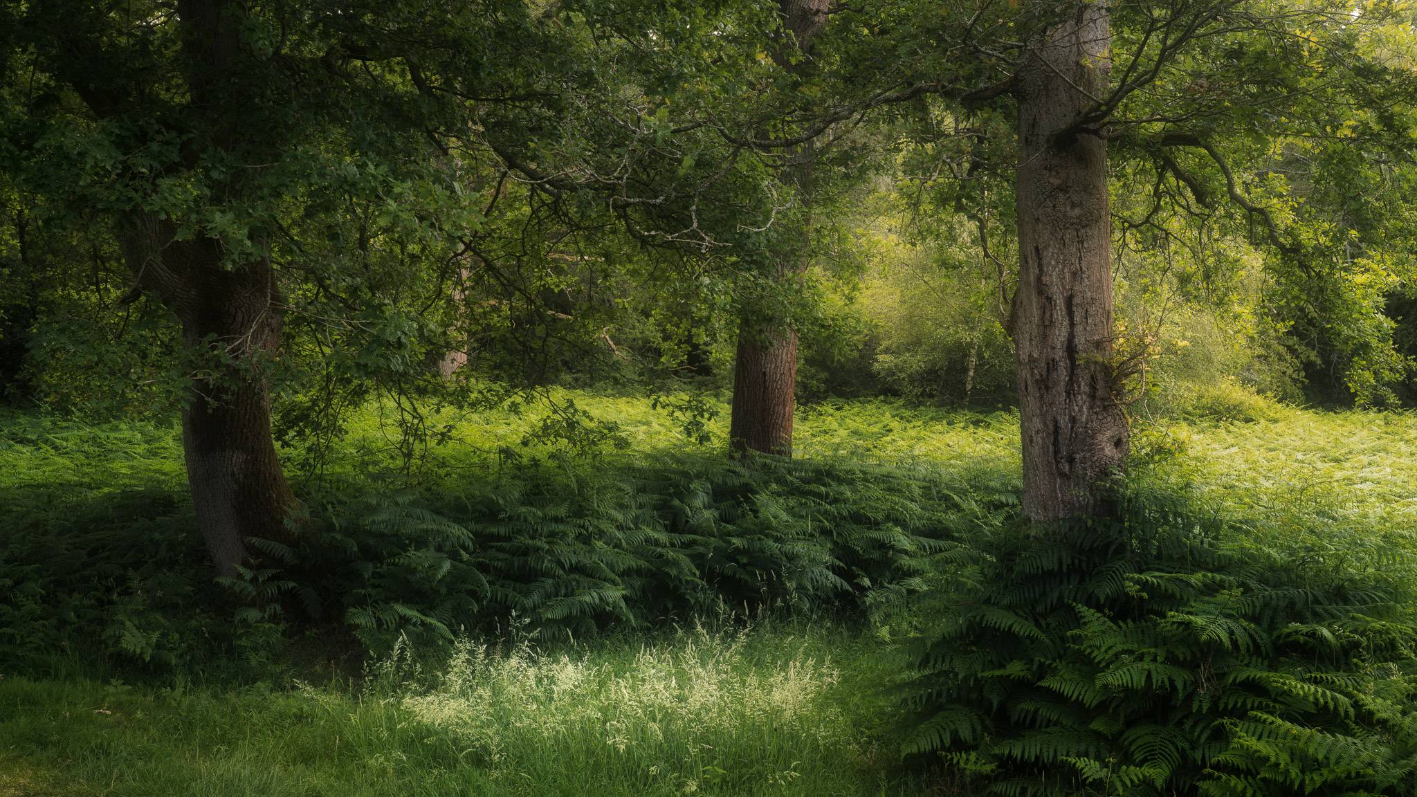 Three oak trunks in a green glade of ferns and grasses, soft light falling through the canopy behind them.
