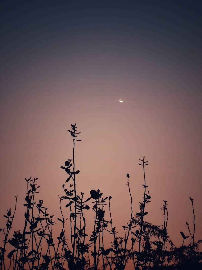 Silhouettes of plants against a dusky, starry sky.
