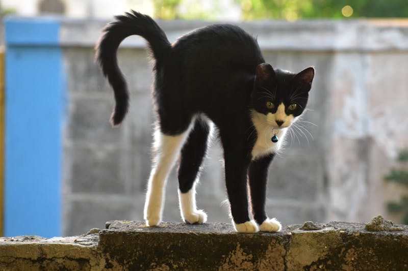 A black and white cat standing on a ledge