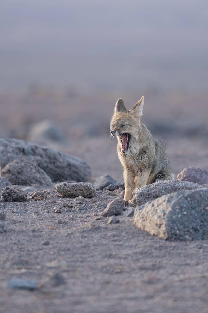 A small animal sitting on top of a pile of rocks