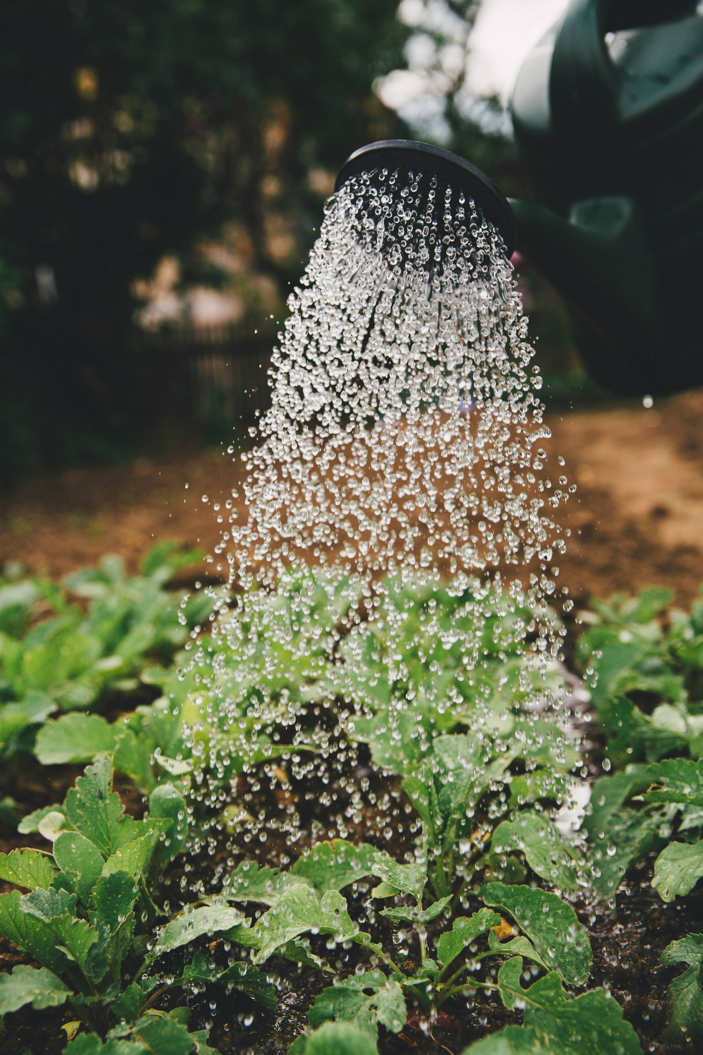 Water being sprinkled over new green plants.  Thanks to Photo by Photo by <a href="https://unsplash.com/@markusspiske?utm_source=unsplash&amp;utm_medium=referral&amp;utm_content=creditCopyText">Markus Spiske</a> on <a href="https://unsplash.com/photos/person-watering-plant-sFydXGrt5OA?utm_source=unsplash&amp;utm_medium=referral&amp;utm_content=creditCopyText">Unsplash</a>       