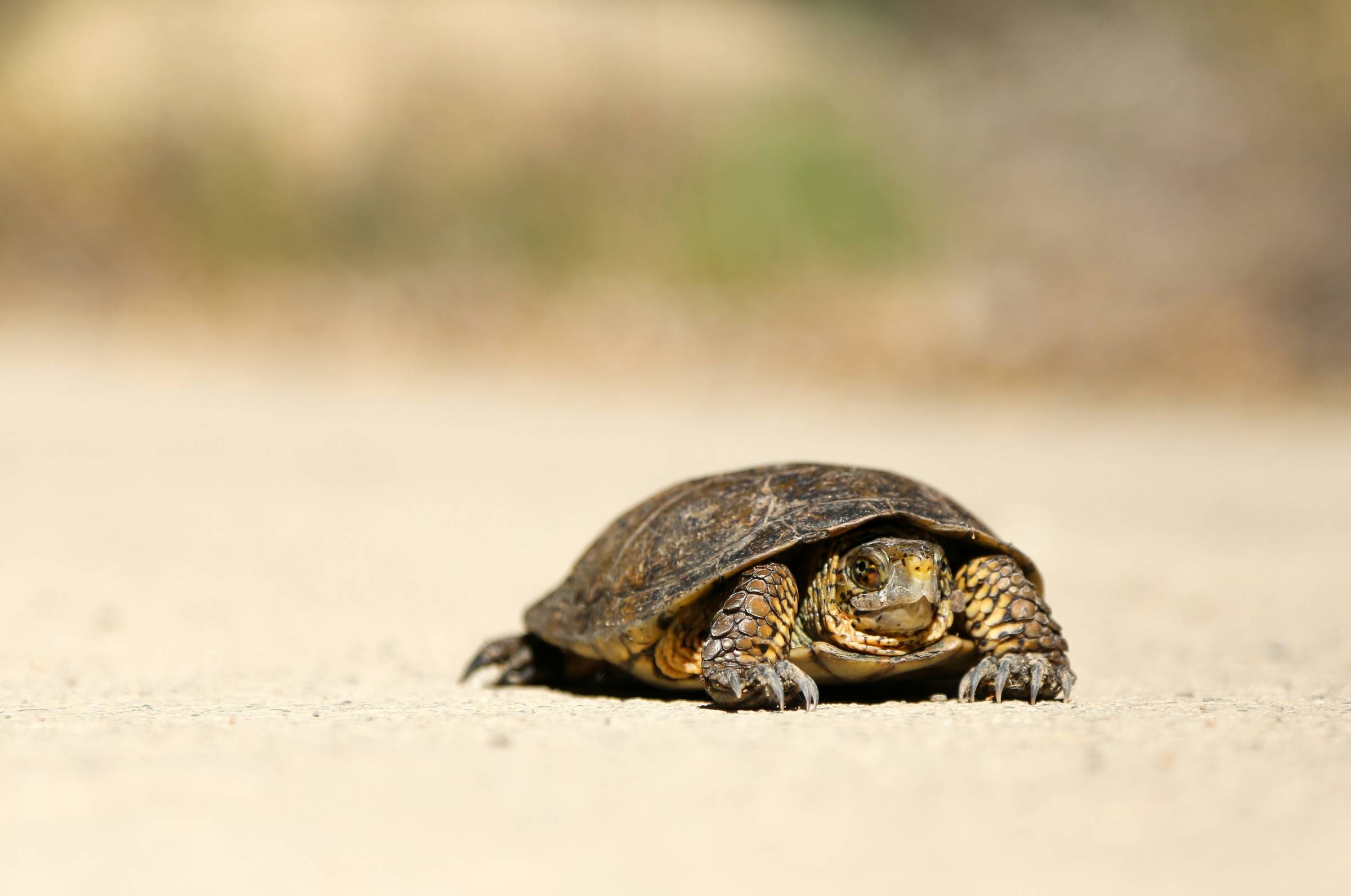 Sheela Hobden at www.bluegreencoaching.com writes about REST. Iimage of tortoise.
