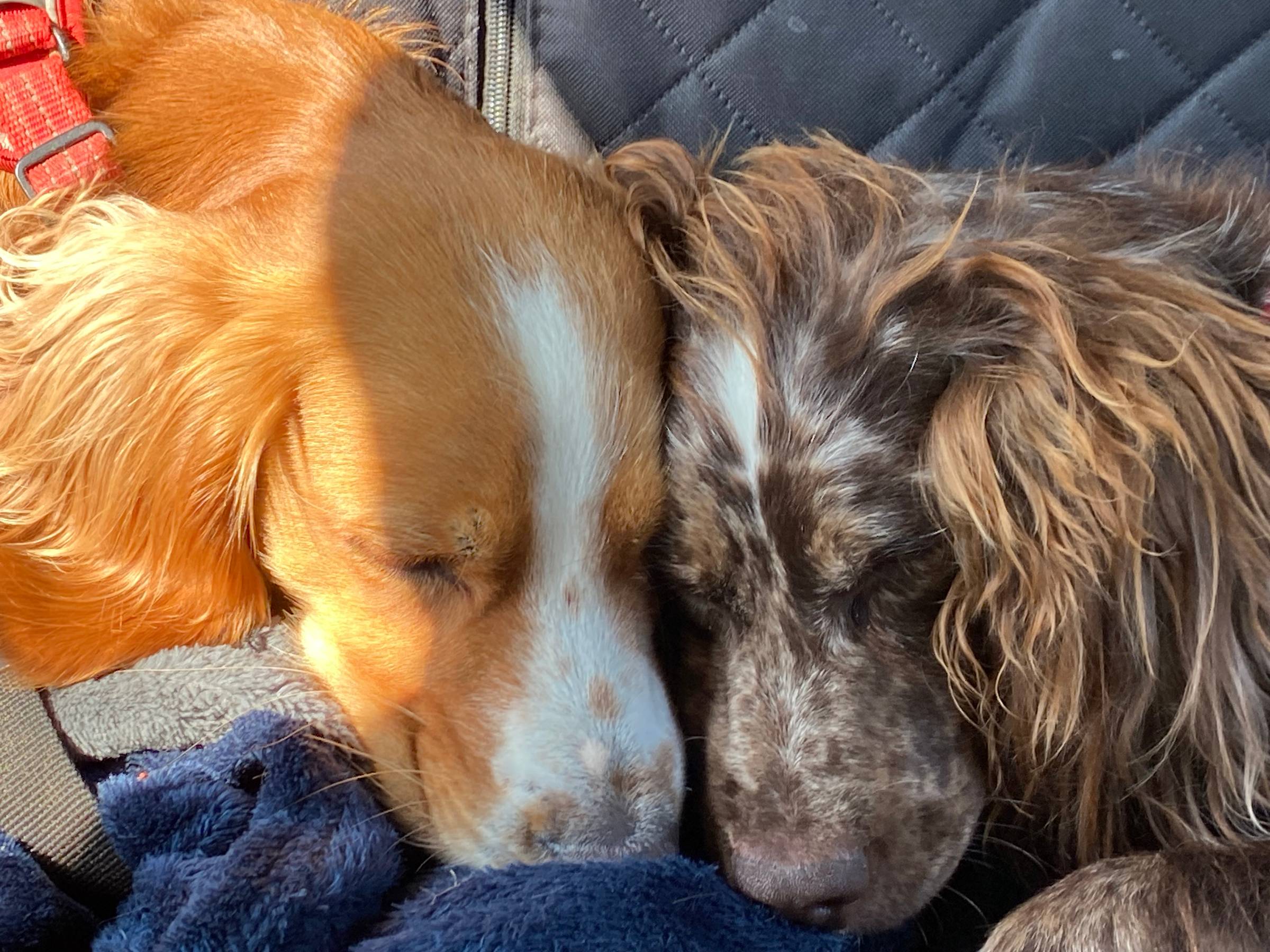 Image of two dogs (cocker spaniels) with their faces nuzzling each other, asleep.  Image from Sheela Hobden of www.bluegreencoaching.com
