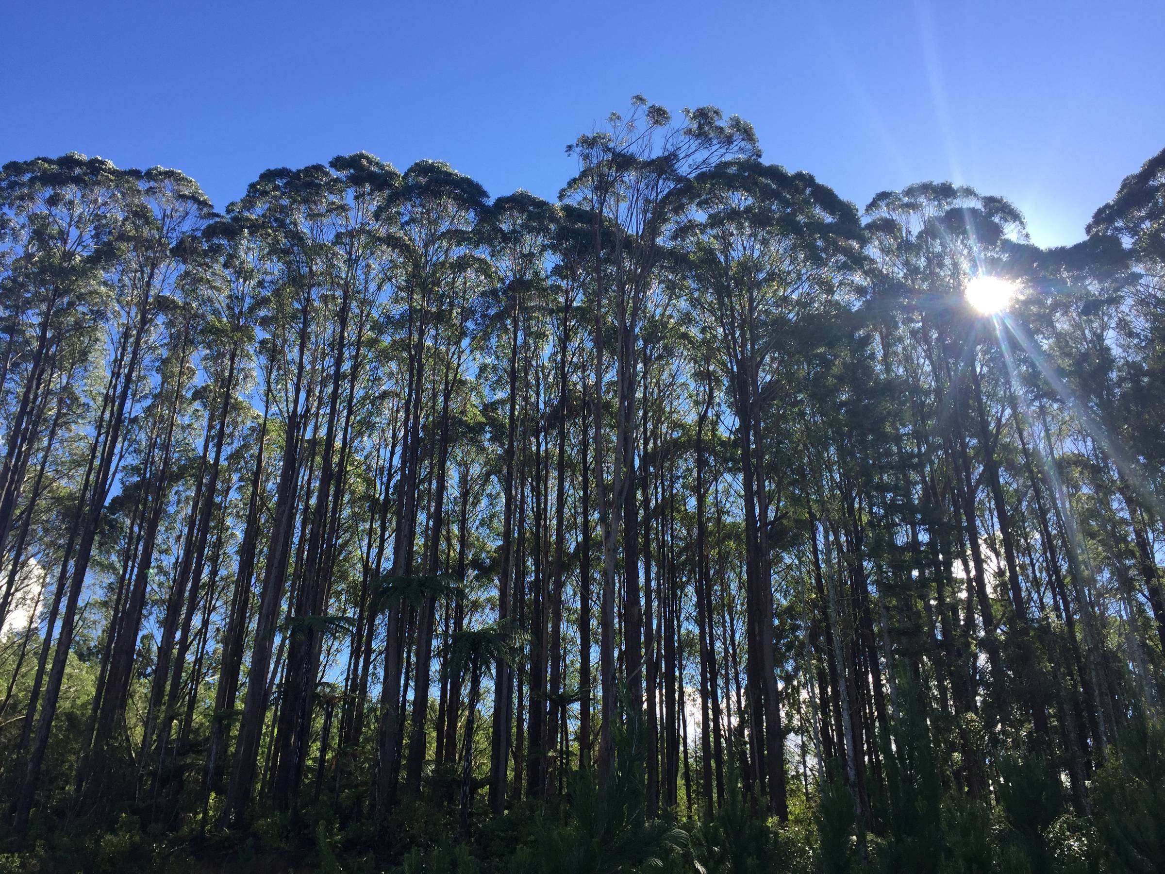 New Zealand Forest.  Blue Sky, Sun peeking through tall green trees. www.sheelahobden.com