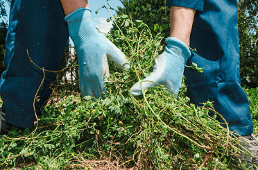 Weeds Don't Take Over Overnight - Pull 'em Before they Root