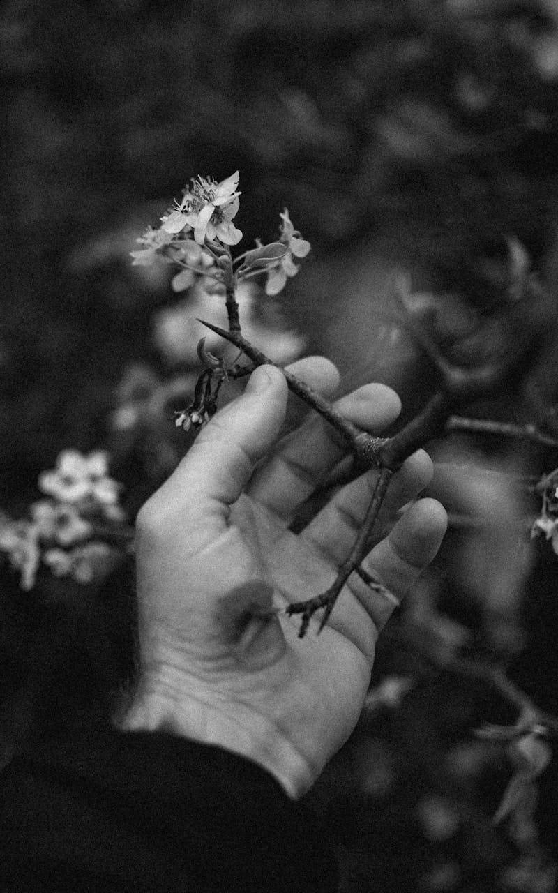 A black and white photo of a hand holding a flower