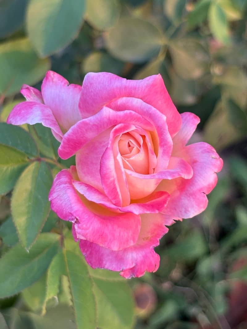 A delicate pink rose with soft petals in bloom.