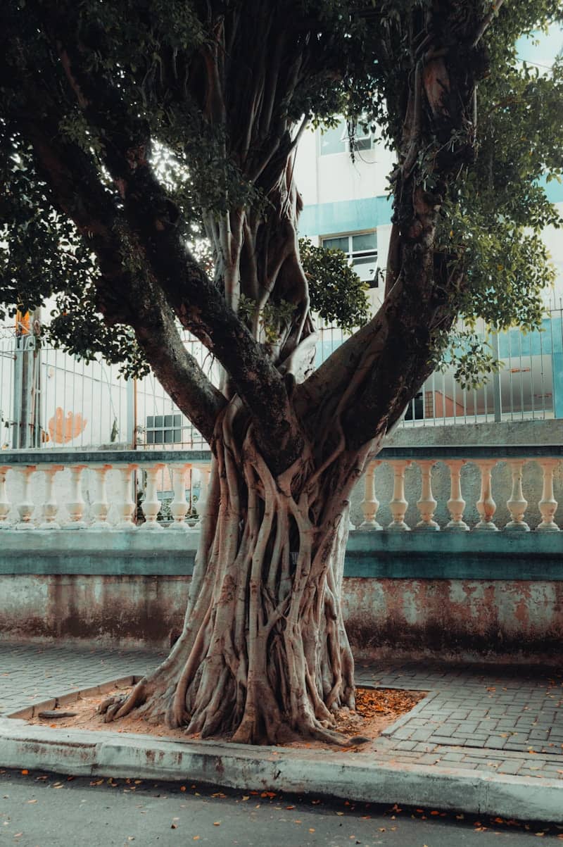 Large tree with exposed roots on a sidewalk