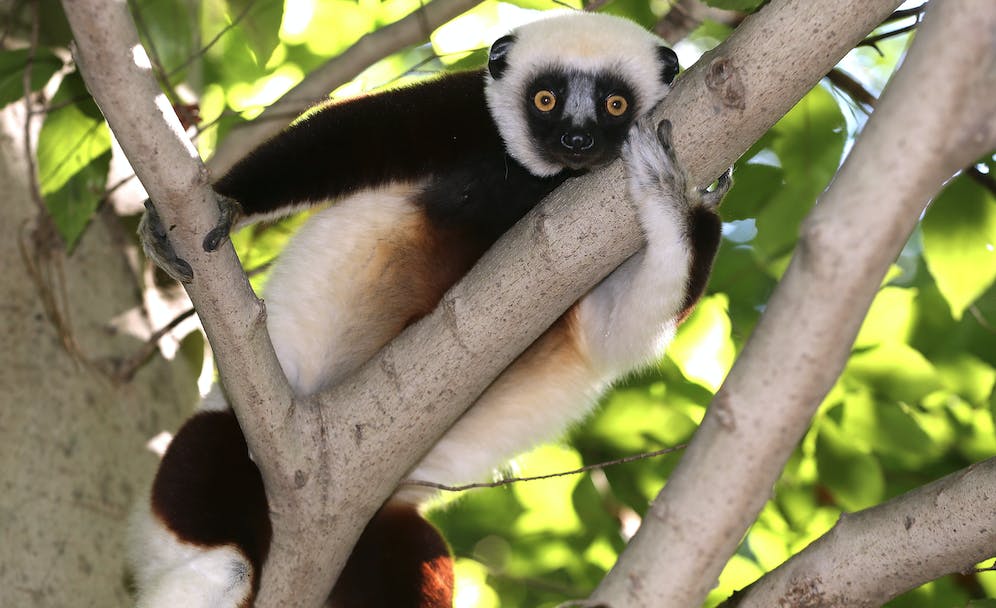 coquerel's sifaka lemur