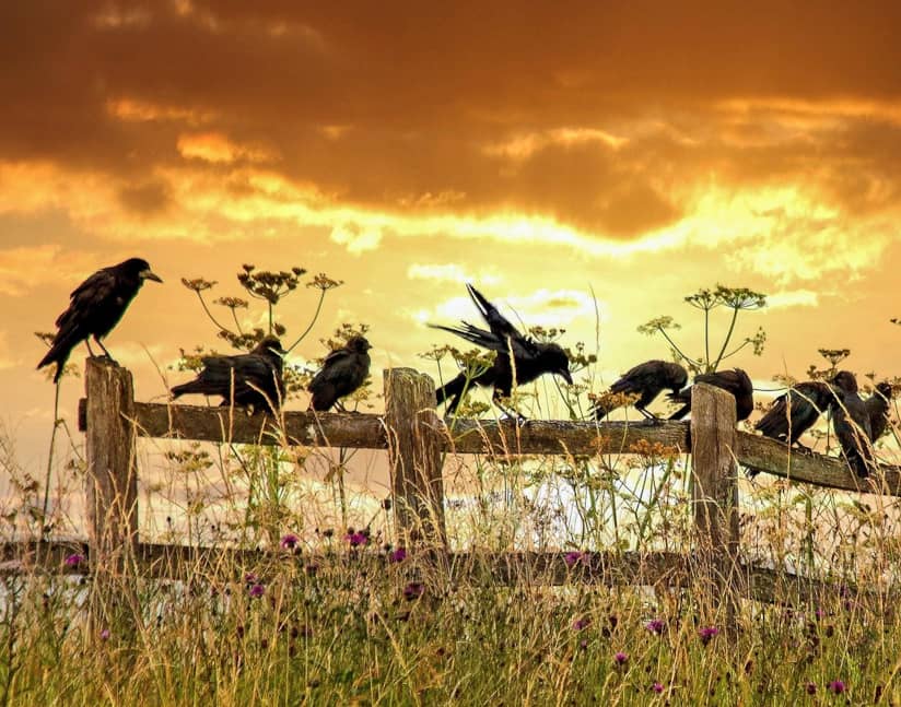 A Sea of Crows (header)