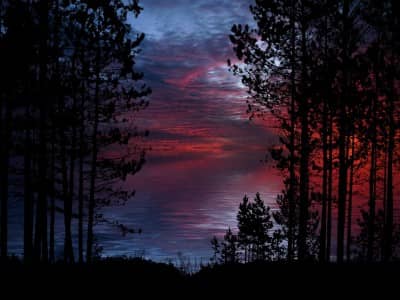 A forest under a darkening sky.