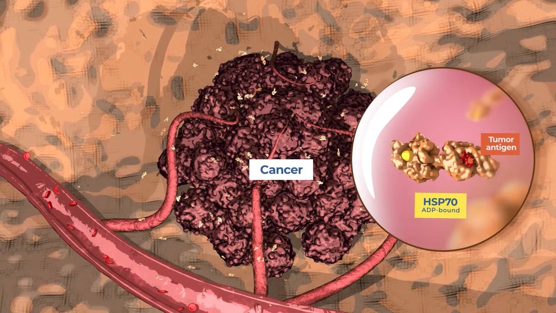 Illustration from our animation of a cancerous tumor with blood vessels and immune activity, highlighting HSP70 protein bound to a tumor antigen — part of Asylia Therapeutics’ immunotherapy mechanism.