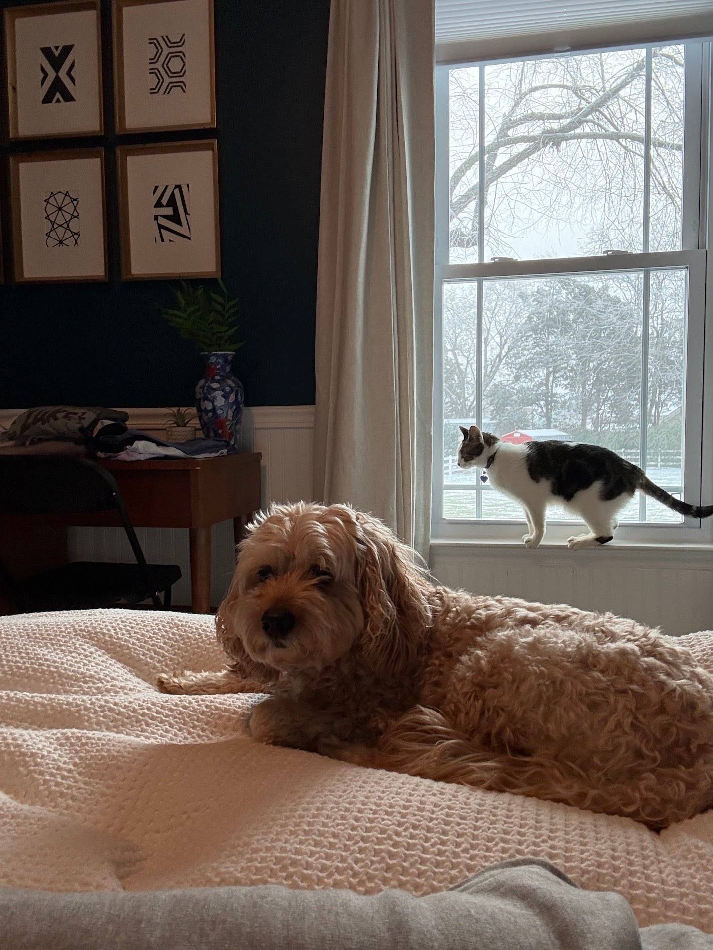 photo of Allea's cat and Melissa's dog together