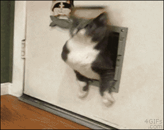 Gif of cat stuck in doggy door