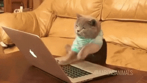 cat frantically typing on a computer giphy