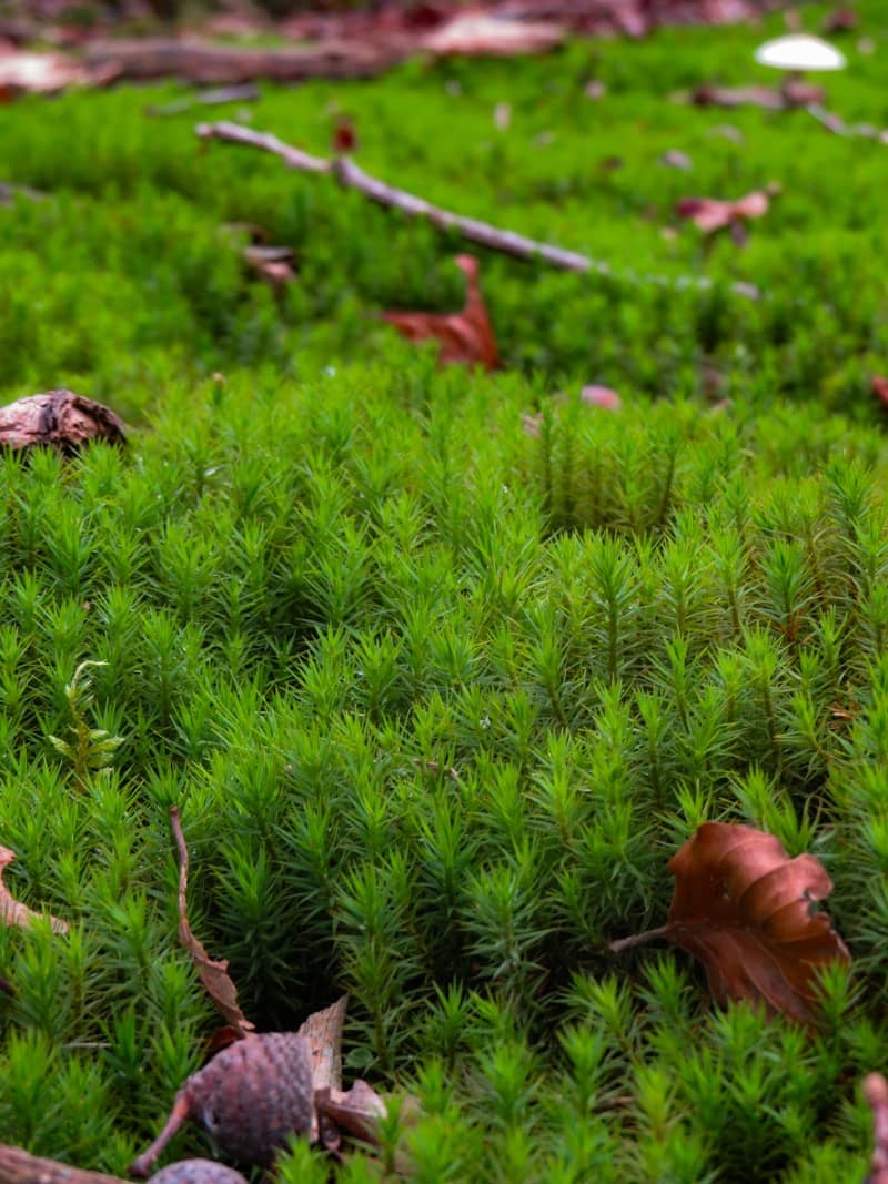 Lush, green moss grows on the forest floor.