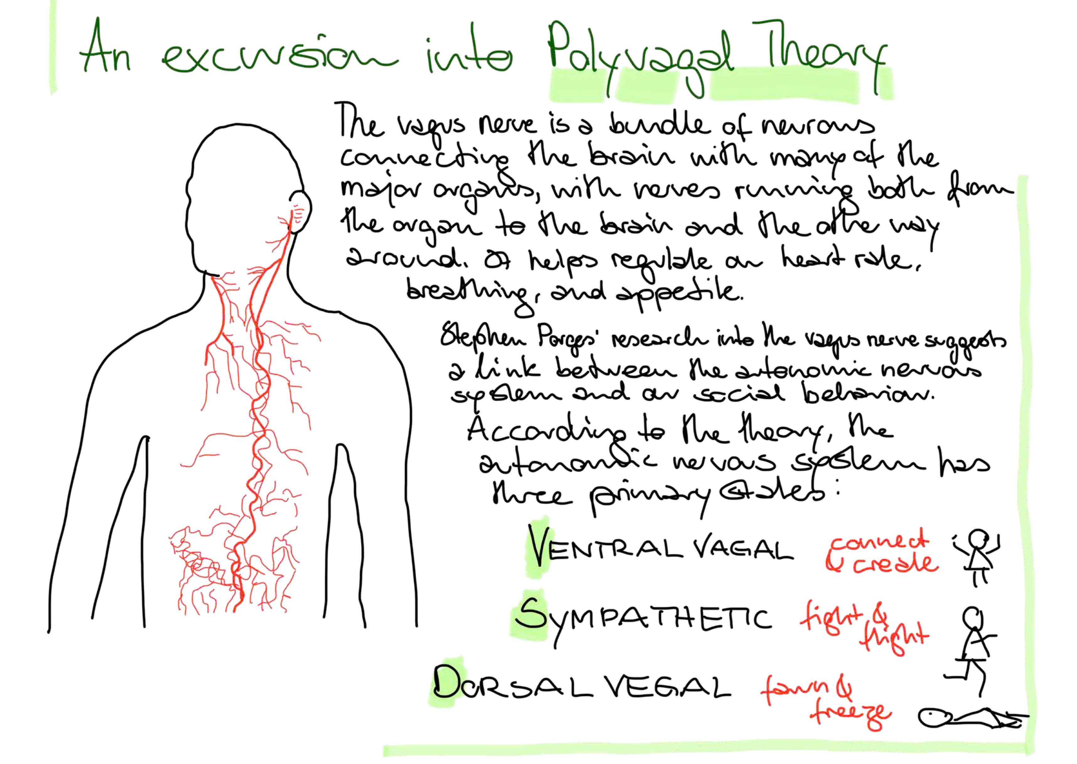 handwritten information about polyvagal theory