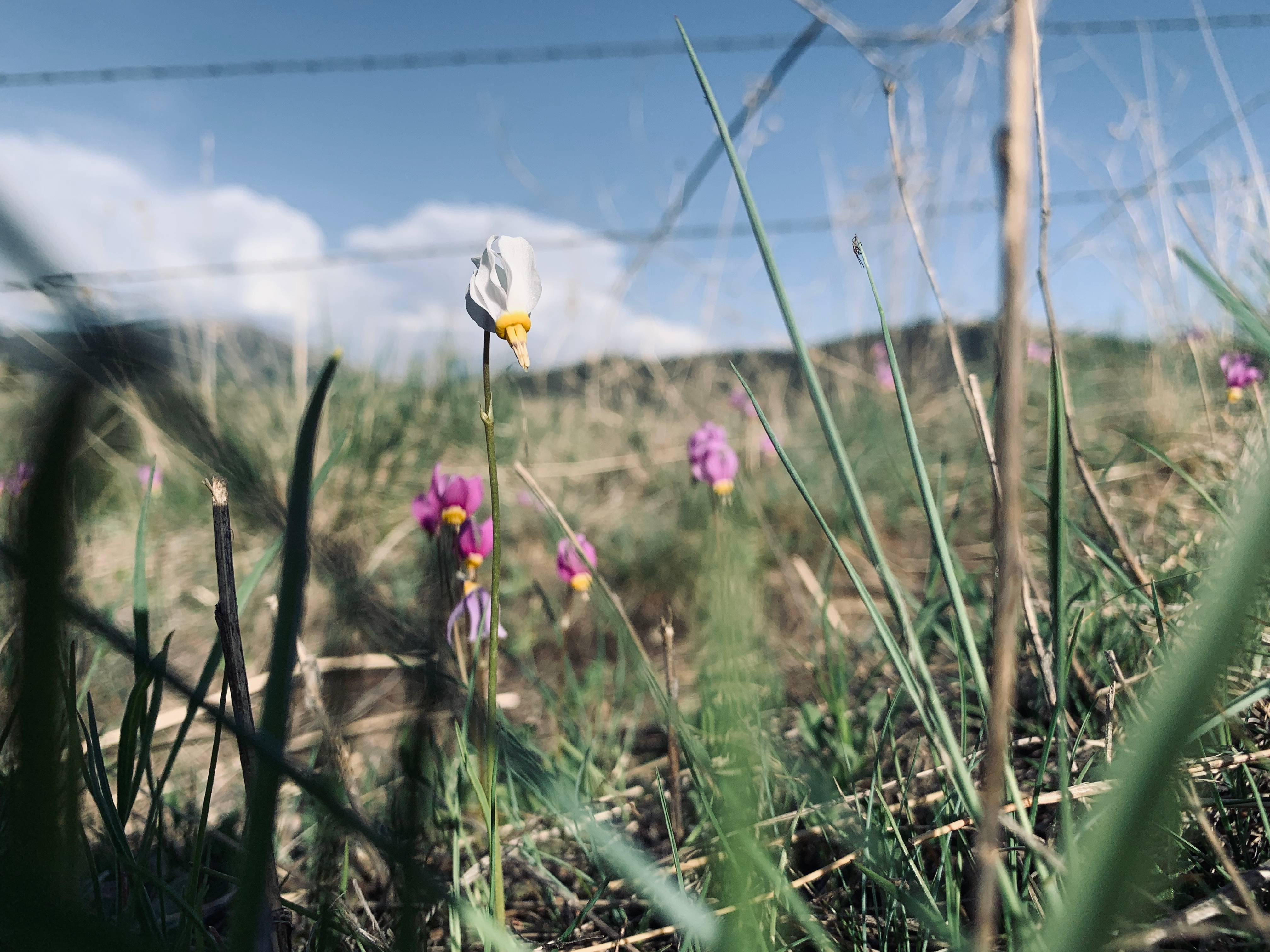 a white shooting star wildflower among a field of purple ones