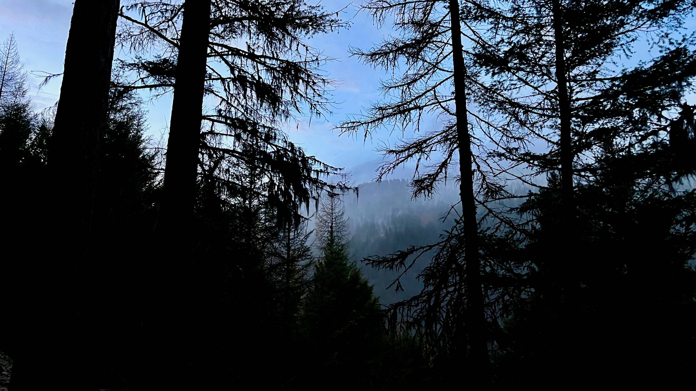 Looking out over the forest at dusk, Marshall Mountain, Missoula, MT