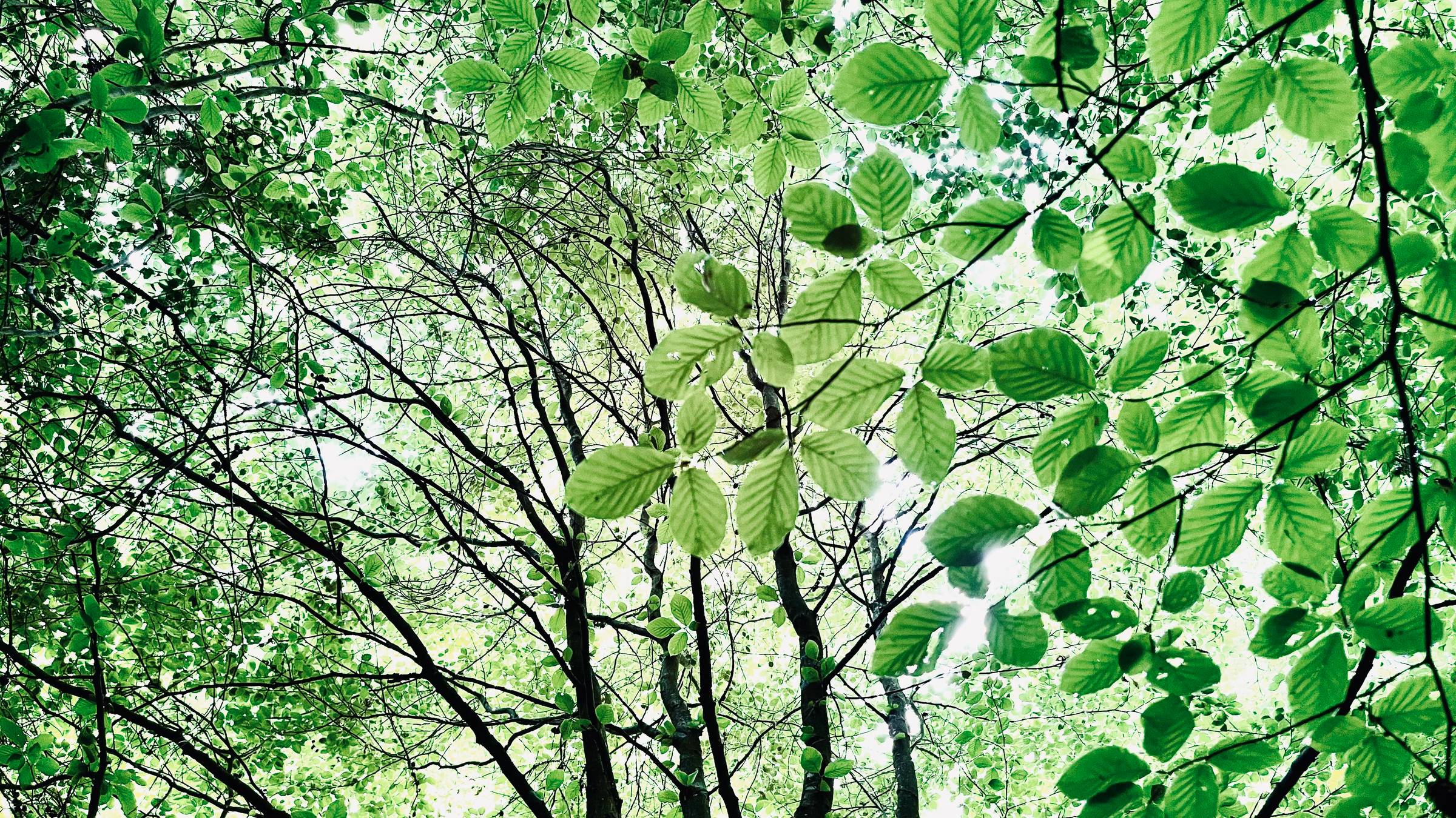 looking up at beech trees 