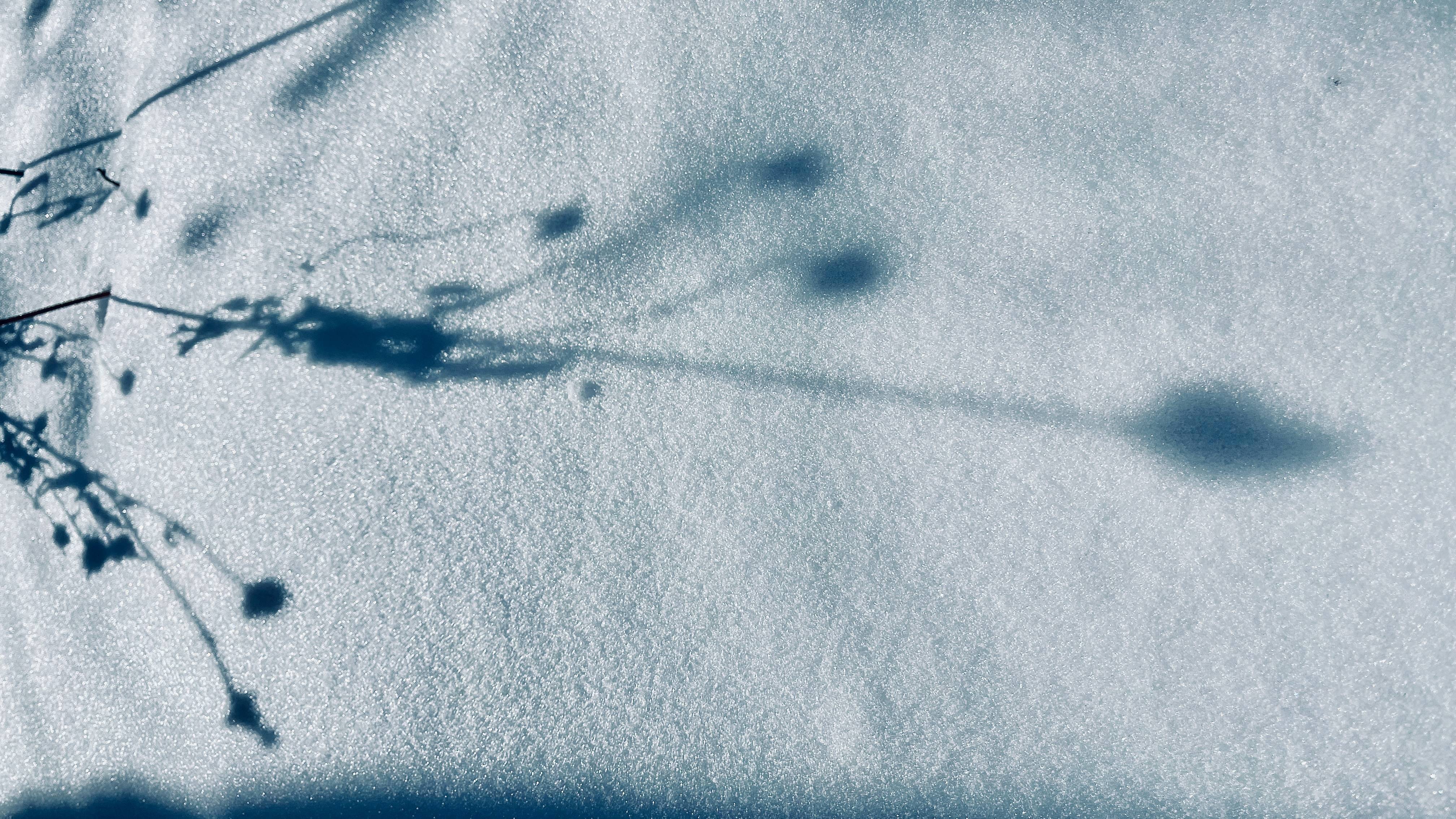 the shadow of a coneflower ion the snow